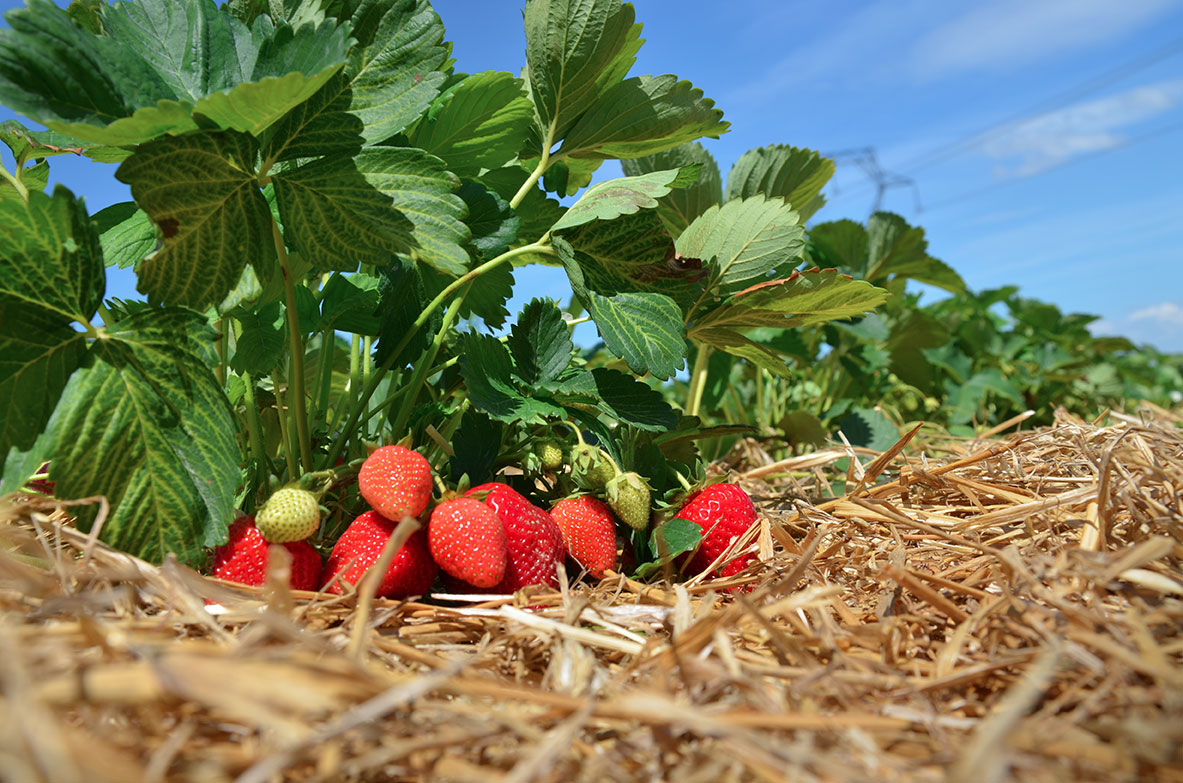 Fraises Paradis des Fraises